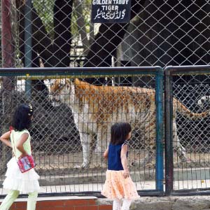 Clubs and A Miniature Zoo (1)